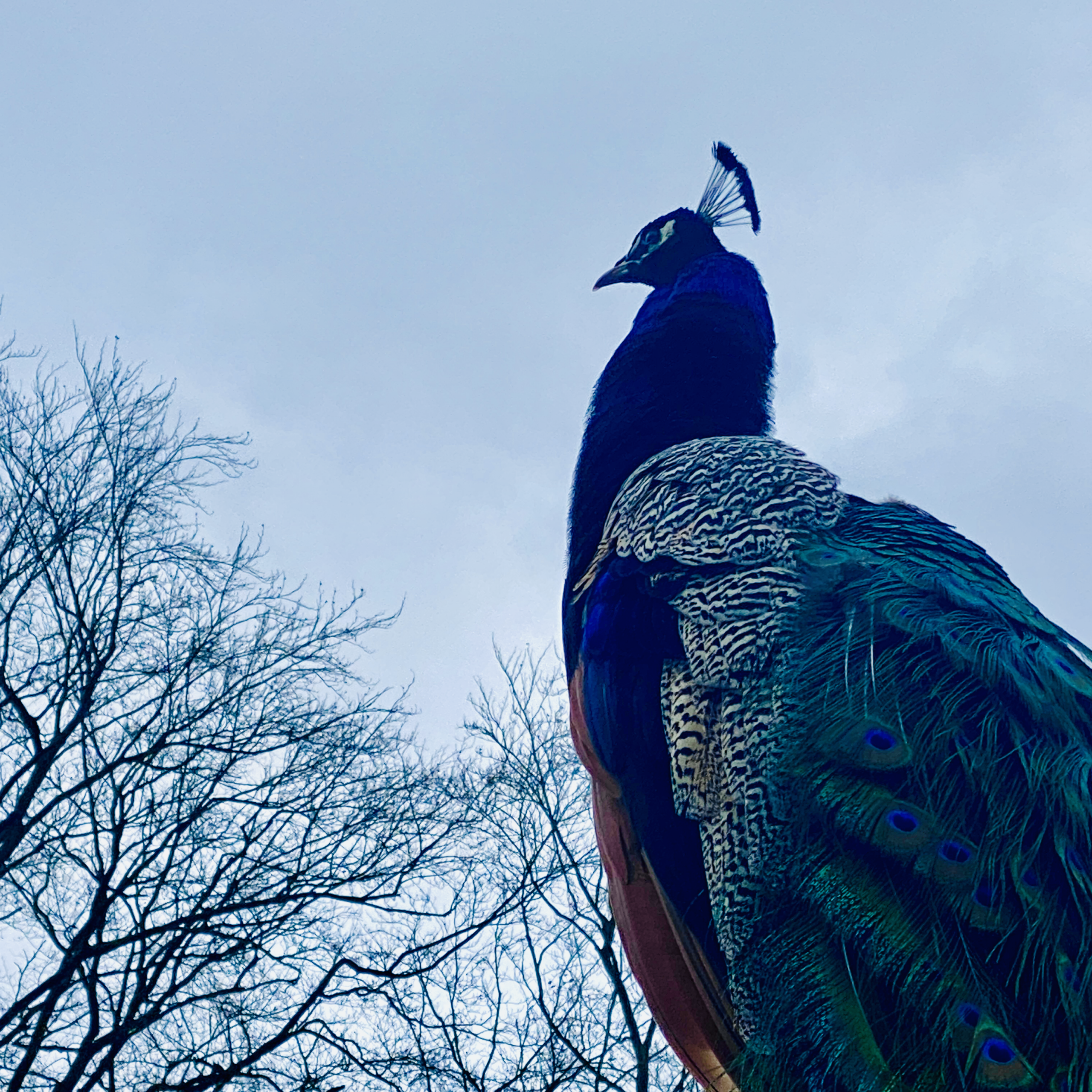 240410_Pfaueninsel-BER_IMG_8336_sq